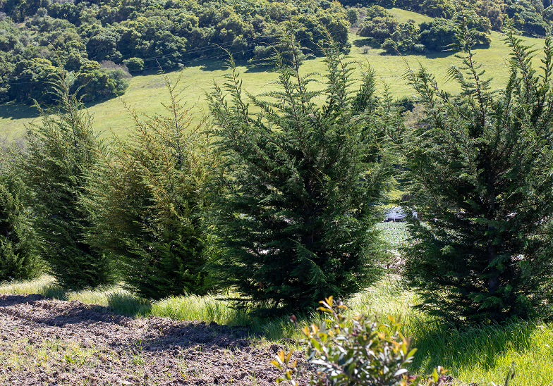 Sustainability Image